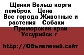 Щенки Вельш корги пемброк › Цена ­ 35 000 - Все города Животные и растения » Собаки   . Приморский край,Уссурийск г.